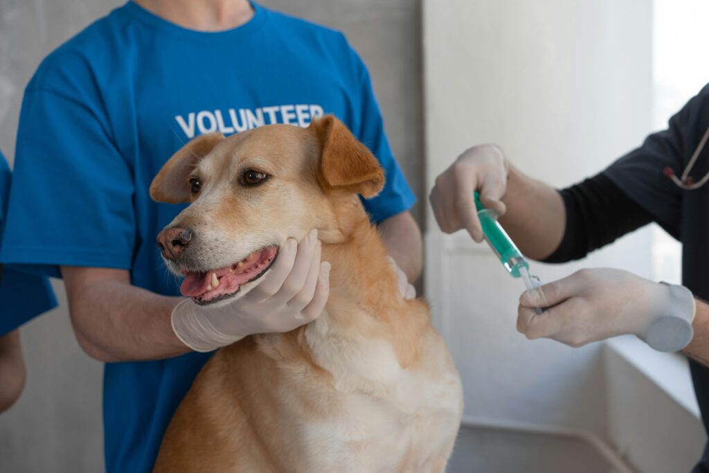perros o gatos con dientes limpios