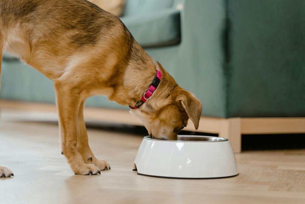 cachorros comiendo