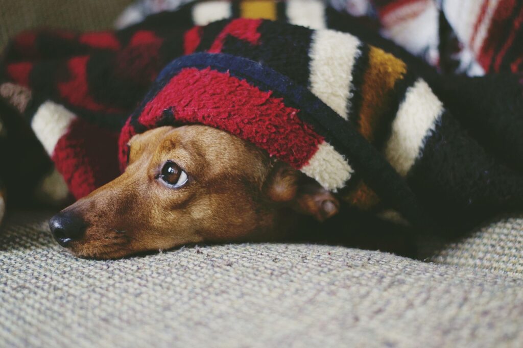 perro estresado