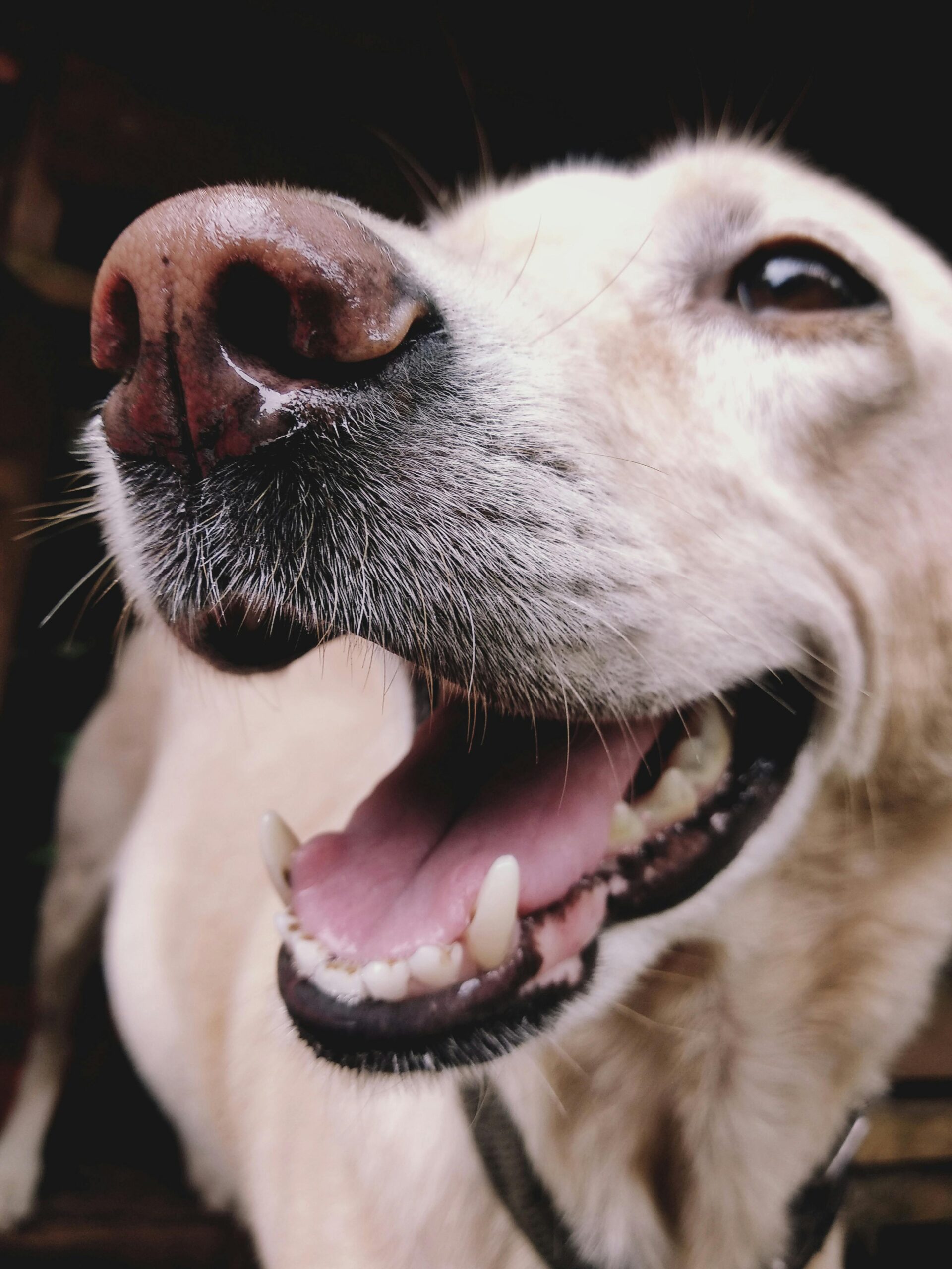 perros o gatos con dientes limpios