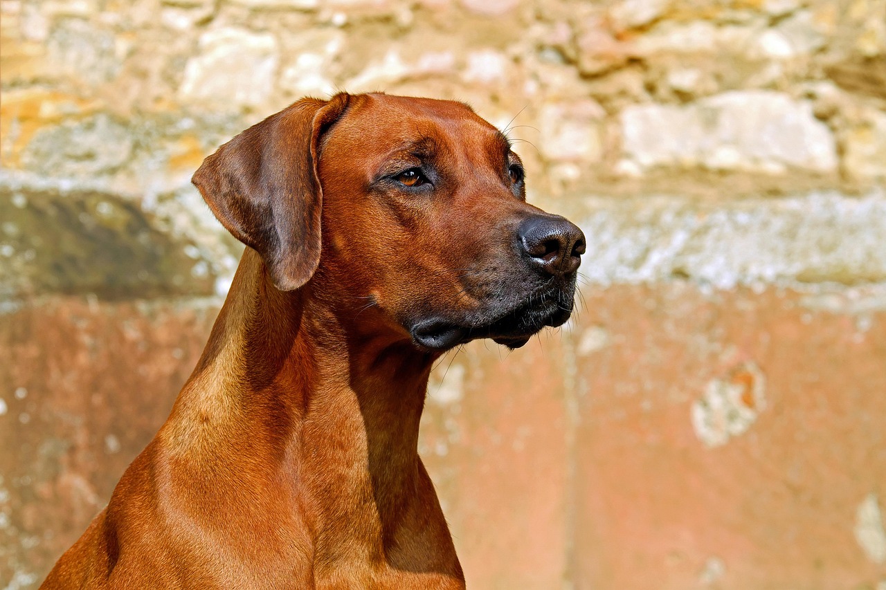 perro rascándose la oreja por alergia
