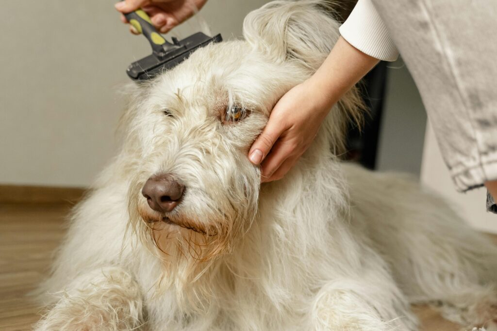 dueño consolando a un perro