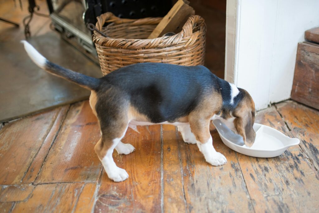 cachorros comiendo