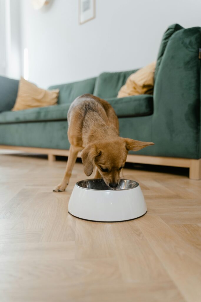 Un perro rechazando la comida