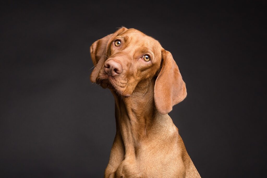 perro rascándose la oreja por alergia