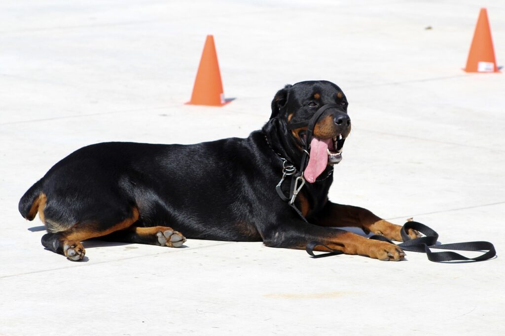 perro rascándose la oreja por alergia