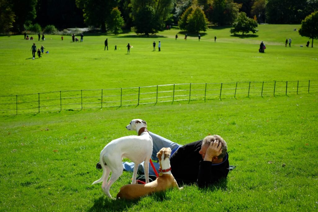personas interactuando con perros
