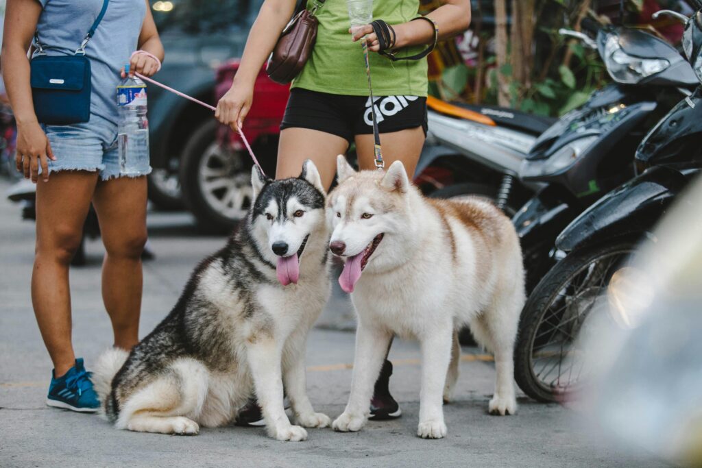 personas interactuando con perros