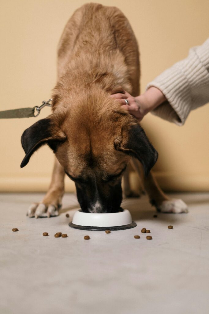 Un perro rechazando la comida